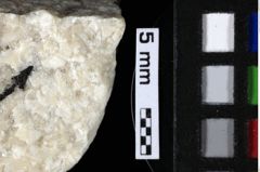 Foto (Detailansicht) von Cracensigillatus acutirostrus (Moericke, 1889) (NHMW-GEO-1990-0041-0168)